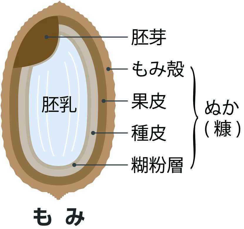 もみ殻に含まれている栄養素