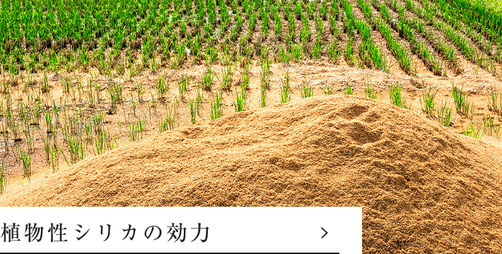 植物性シリカの効力